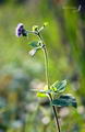 Ageratum Houstonianum